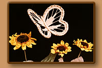 Pine Needle Butterfly